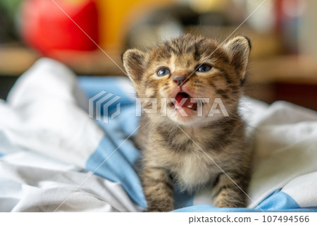 little kitten isolated on white background little kitten isolated on white background 107494566