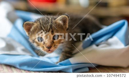 little kitten isolated on white background little kitten isolated on white background 107494572