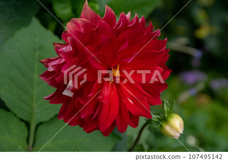 Chrysanthemum 107495142