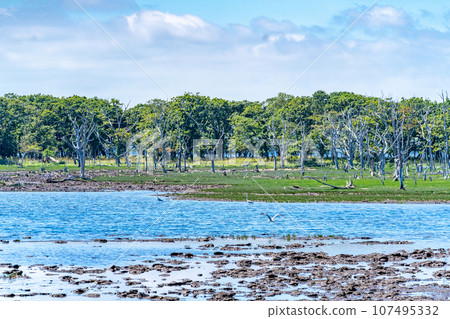Notsuke Peninsula, feared to disappear in 100 years due to crustal movement, sand spit, animal paradise, wild birds Notsuke Peninsula, feared to disappear in 100 years due to crustal movement, sand spit, animal paradise, wild birds 107495332