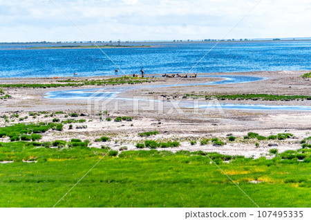 野付半島 - 擔心100年後會因地殼運動而消失 - 沙嘴 - 動物天堂 - 梅花鹿 107495335