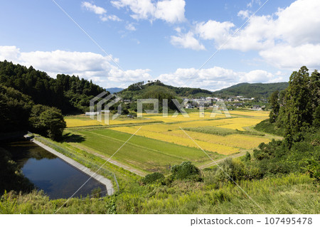 A rice field full of beautiful rice 107495478