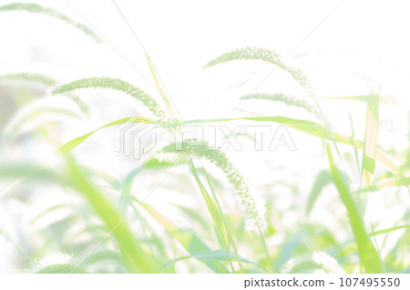 Green foxglove glitter background material 107495550