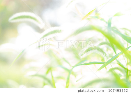 Green foxglove glitter background material 107495552
