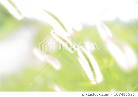 Green foxglove glitter background material 107495553