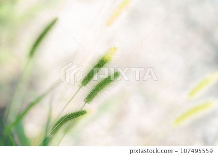 Green foxglove glitter background material Green foxglove glitter background material 107495559