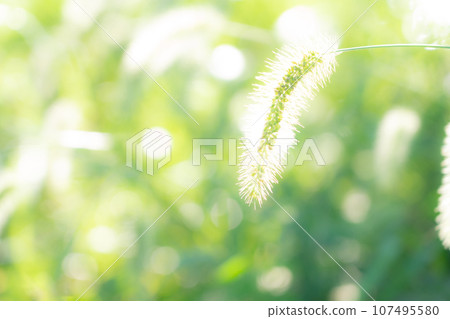 Green foxglove glitter background material Green foxglove glitter background material 107495580