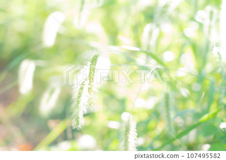 Green foxglove glitter background material Green foxglove glitter background material 107495582