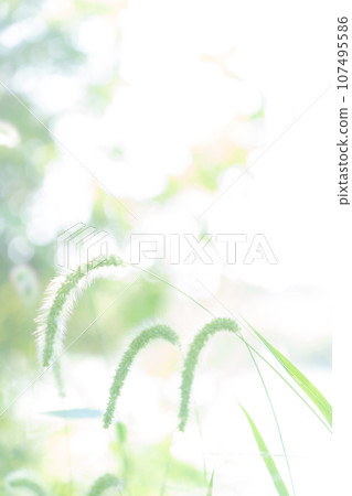 Green foxglove glitter background material Green foxglove glitter background material 107495586