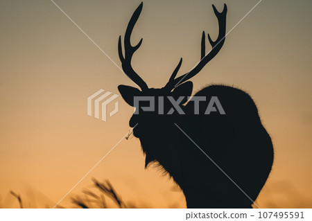 Silhouette of a sika deer dyed in the sunset 107495591