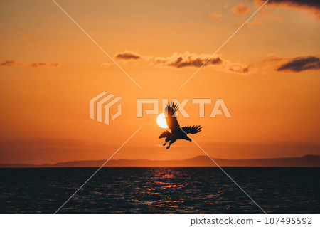 Steller's sea eagle flying against the backdrop of the setting sun 107495592
