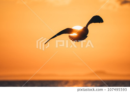 Seagulls flying in the morning sky 107495593