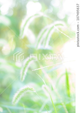 Green foxglove glitter background material 107495637