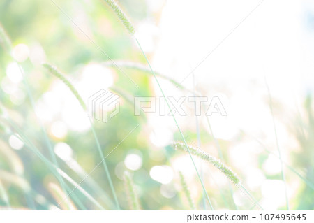 Green foxglove glitter background material Green foxglove glitter background material 107495645