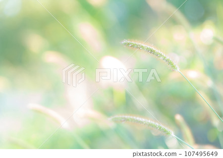 綠色毛地黃閃光背景材料 107495649