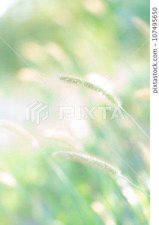 Green foxglove glitter background material 107495650
