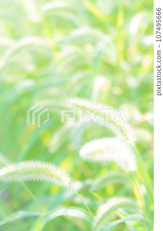 Green foxglove glitter background material Green foxglove glitter background material 107495666
