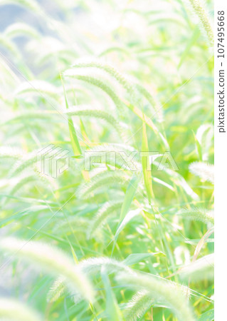 Green foxglove glitter background material Green foxglove glitter background material 107495668