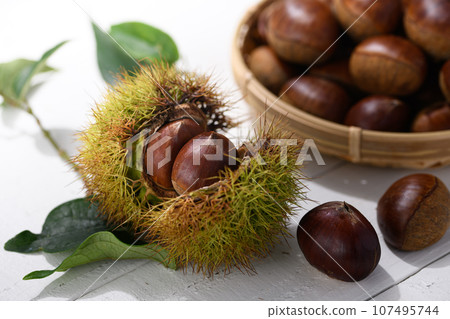 秋天的味道 栗子 栗 栗子 生板栗（白底） 堅果 Igaguri 板栗果 白底 107495744
