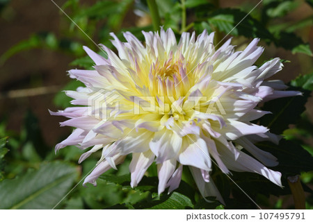 大麗花（高級美女） 107495791