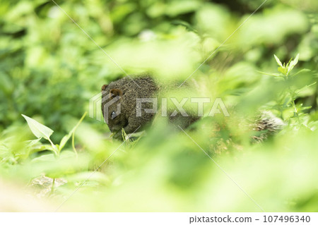 formosan squirrel, park, summer formosan squirrel, park, summer 107496340