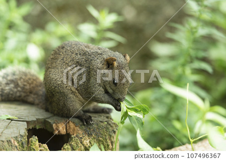 formosan squirrel, park, summer 107496367
