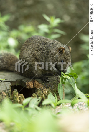 formosan squirrel, park, summer formosan squirrel, park, summer 107496368