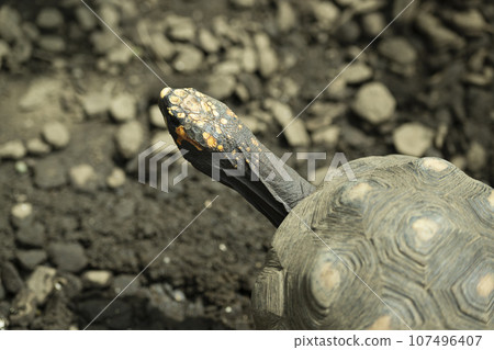 Japanese pond turtle, zoo, summer Japanese pond turtle, zoo, summer 107496407
