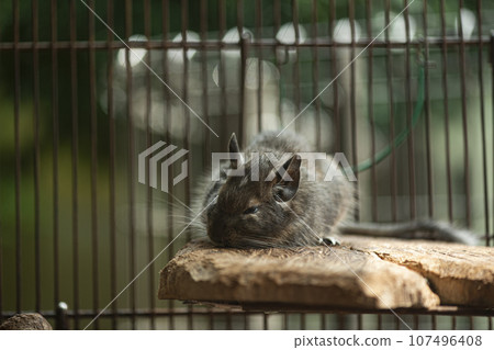 睡覺的八齒鼠，動物園，夏天 107496408