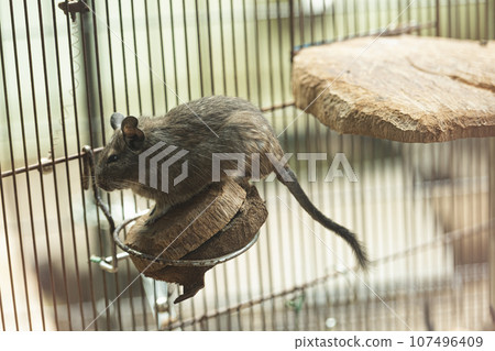 Sleeping degu, zoo, summer 107496409