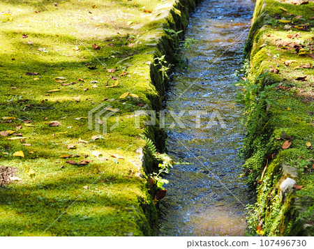 Sunbeams filtering through the trees and a narrow stream of moss-covered stones 107496730