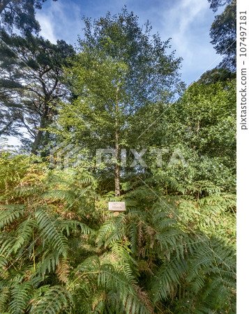 Birch tree and sign explaining it irish and english including translation 107497181