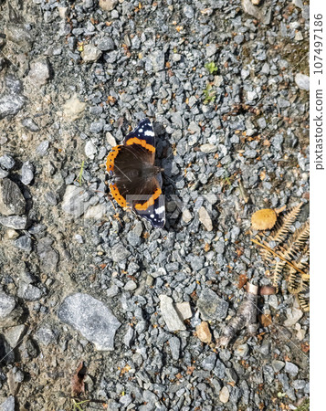 Butterfly Vanessa atalanta, the red admiral sitting on gravel Butterfly Vanessa atalanta, the red admiral sitting on gravel 107497186