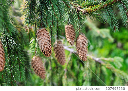 Green spruce branches with cones in summer. Many cones hanging on branch 107497230