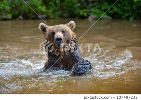 Brown Bear (Ursus arctos) swimming in a water Brown Bear (Ursus arctos) swimming in a water 107497232