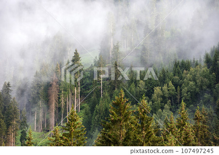 Foggy summer morning in the Alps. Scenic fog in spruce forest on mountain slopes. 107497245