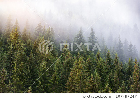 Foggy summer morning in the Alps. Scenic fog in spruce forest on mountain slopes Foggy summer morning in the Alps. Scenic fog in spruce forest on mountain slopes 107497247