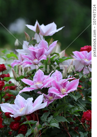 藤蔓女王 107497314