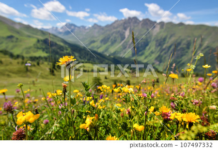 Beautiful flowering alpine meadows in the background mountains and sky with clouds Beautiful flowering alpine meadows in the background mountains and sky with clouds 107497332