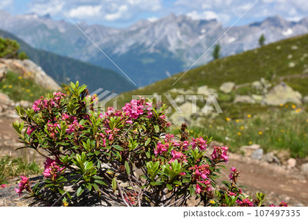 Blooming Alpine Rose (Rhododendron ferrugineum) in the background scenic mountain landscape 107497335