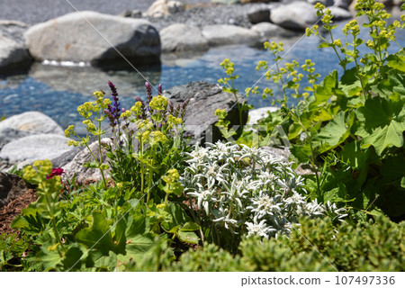 Nice mountain flowers of edelweiss (Leontopodium nivale) near an alpine lake Nice mountain flowers of edelweiss (Leontopodium nivale) near an alpine lake 107497336
