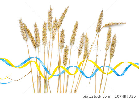Wheat spikelets with yellow and blue ribbon in colors of Ukrainian flag isolated on white Wheat spikelets with yellow and blue ribbon in colors of Ukrainian flag isolated on white 107497339