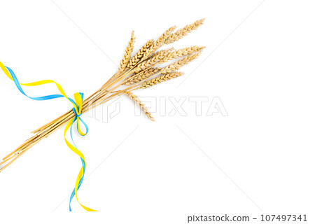 Wheat spikelets with yellow and blue ribbon in colors of Ukrainian flag isolated on white 107497341