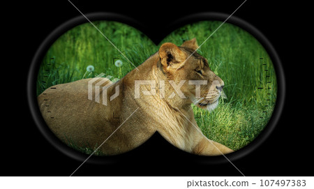 Binoculars Point of View with a Lioness Resting in the Green Grass 107497383