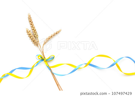 Wheat spikelets with yellow and blue ribbon in colors of Ukrainian flag isolated on white Wheat spikelets with yellow and blue ribbon in colors of Ukrainian flag isolated on white 107497429
