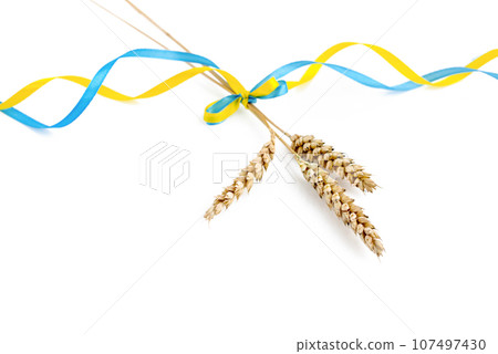 Wheat spikelets with yellow and blue ribbon in colors of Ukrainian flag isolated on white Wheat spikelets with yellow and blue ribbon in colors of Ukrainian flag isolated on white 107497430