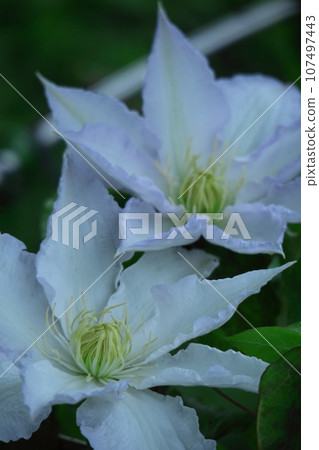 藤蔓女王 107497443