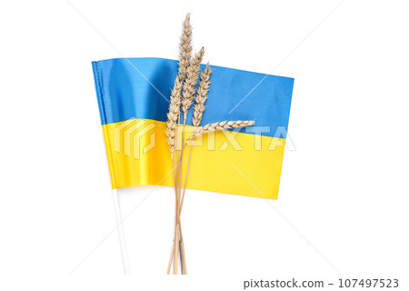 Wheat spikelets with flag of Ukraine isolated on white. Harvest of wheat and Ukraine concept 107497523