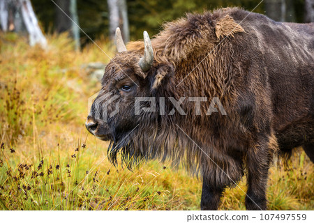 European Bison in the autumn forest. Wisent. 107497559