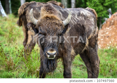 European Bison in the forest. Wisent. Bison bonasus. European Bison in the forest. Wisent. Bison bonasus. 107497560